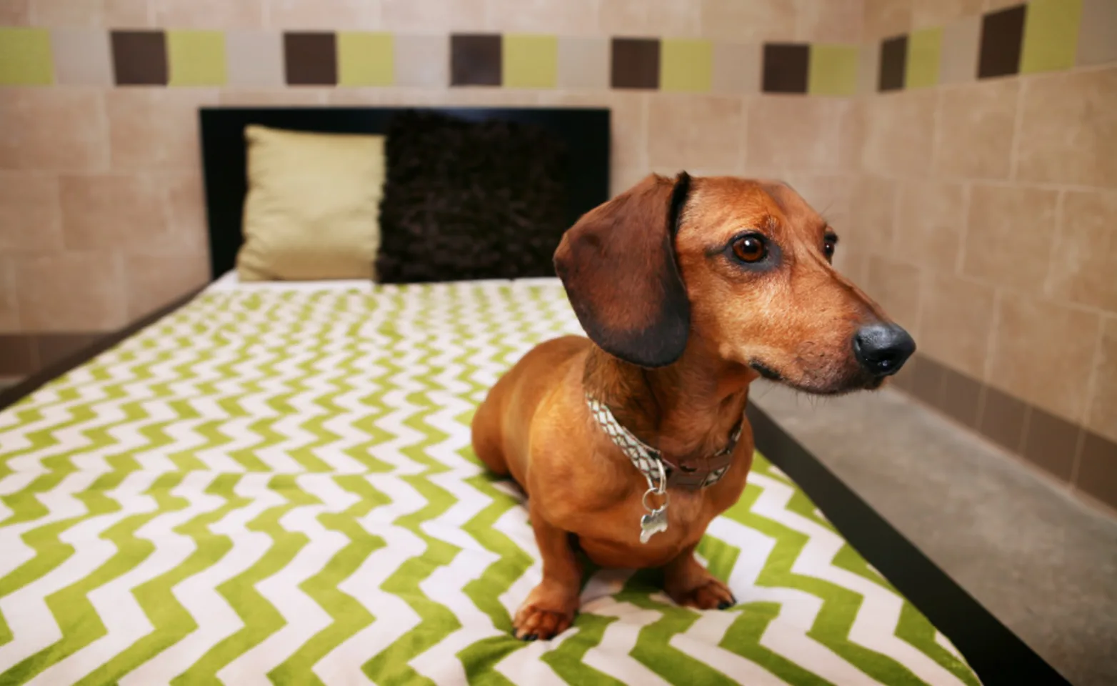 A Boarding Room Suite at Pooch Hotel with a Brown Dachshund (Dog) sitting on the bed